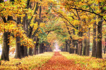 Beautiful autumn forest in national park  De hoge Veluwe  in the Netherlands  HDRの写真素材