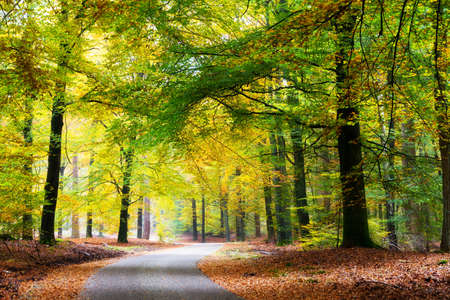 Beautiful road through the forest in autumn in national park  De Hoge Veluwe  in the Netherlandsの写真素材