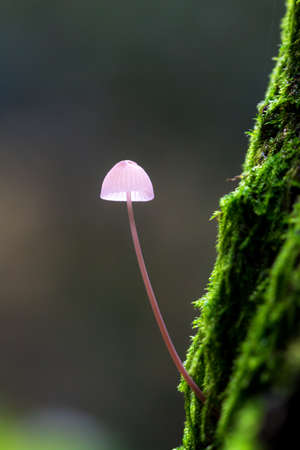 Small toadstool on a mossy tree in het Amsterdamse bos  Amsterdam wood  in the Netherlands  の写真素材