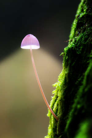 Energy concept of a small toadstool on a mossy tree projecting light as a lamp in het Amsterdamse bos  Amsterdam wood  in the Netherlands  の写真素材