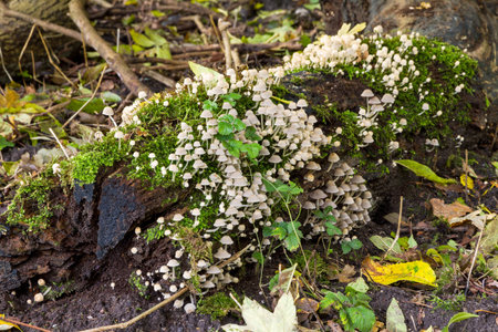 A lot of small toadstools on a trunk in autumn in het Amsterdamse bos  Amsterdam wood  in the...