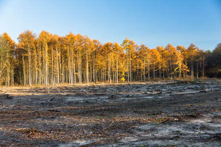 Open area in the forest where trees are chopped downの写真素材