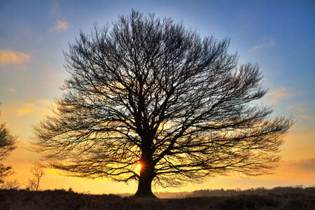 Early, cold winter morning at the Posbank in the Netherlands with a rising sun behind a big free standing tree  HDRの写真素材
