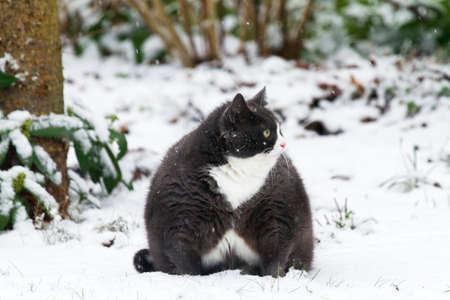 Fat fluffy cat plays outside in the garden in the snow in winterの写真素材