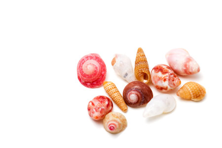 Macro image of very small colored shells isolated on a white background