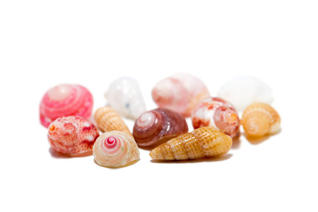Macro image of very small colored shells isolated on a white background
