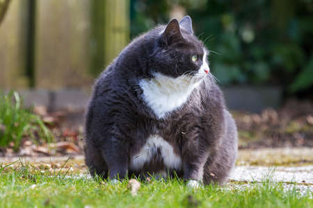 Obese pussy cat sits in the garden and looks at some birds she can t catchの写真素材