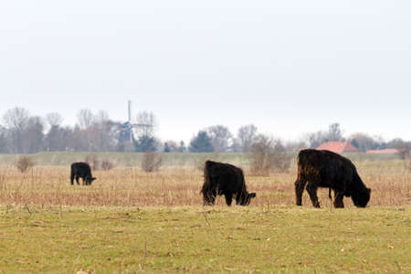 Galloway cattle grazing in national park  De blauwe kamer  in Wageningen, the Netherlandsの写真素材
