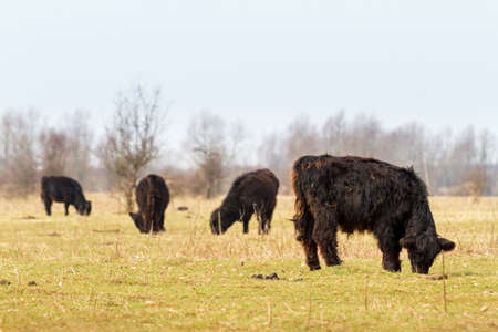 Galloway cattle grazing in national park  De blauwe kamer  in Wageningen, the Netherlandsの写真素材