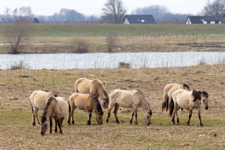 Wild Konik horses at national park  De blauwe kamer  in Wageningen, the Netherlandsの写真素材
