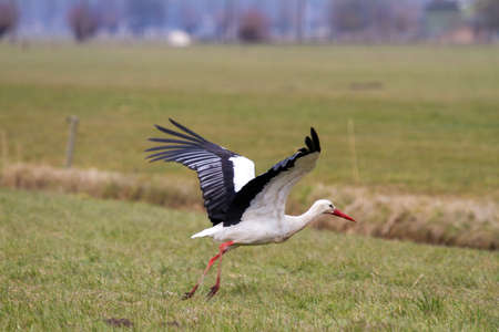A beautiful stork in a field in spring in the Netherlandsの写真素材