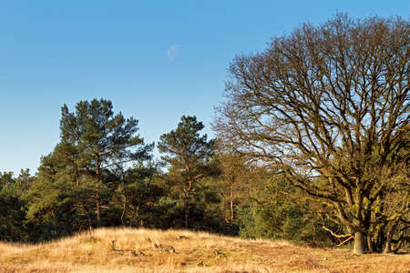 Landscape with a morning moon at national park  Utrechtse heuvelrug  in the Netherlandsの写真素材