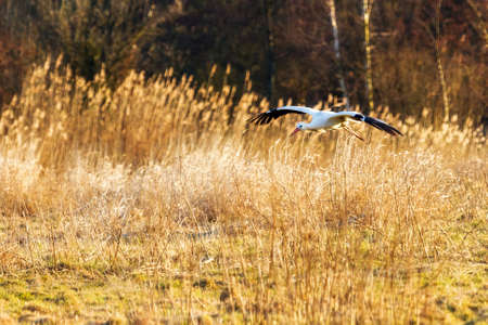 Beautiful White stork  Ciconia ciconia  at sunset in spring in the Netherlandsの写真素材