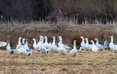 Flock of geese in a field in the Netherlands looking for their gooseherdの写真素材