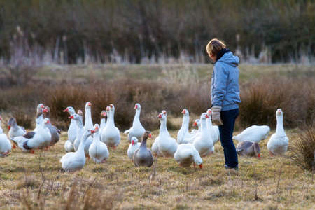 Gooseherd with her pack of geese in the Netherlandsの写真素材