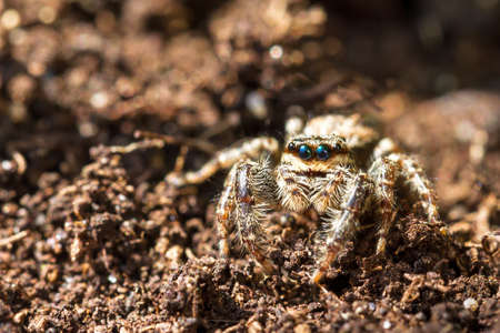 Little spider from the jumping spider family  Salticidae  camouflaged on the groundの写真素材