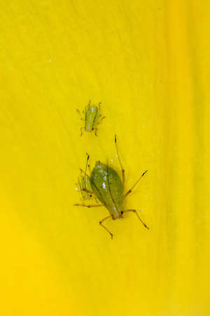 Acyrthosiphon pisum, commonly known as the pea aphid, on a yellow flower with new bornsの写真素材