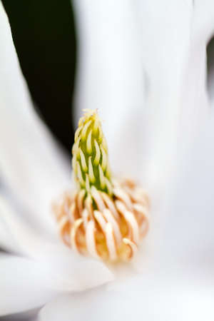 Beautiful macro of the hearth of a white magnolia in springの写真素材