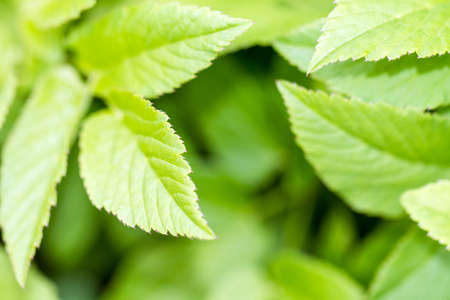 Fresh green vibrant leaves on a spring dayの写真素材