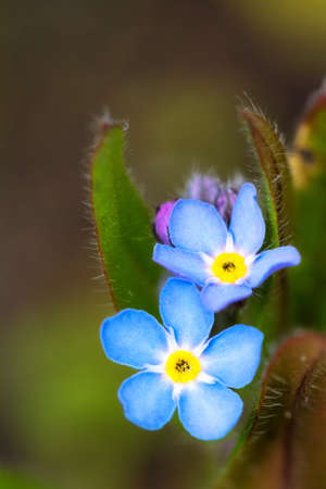 Beautiful close up of a blue Forget-me-not  Myosotis  in springの写真素材