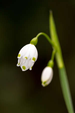 Summer Snowflake or Loddon Lily  Leucojum aestivum の写真素材