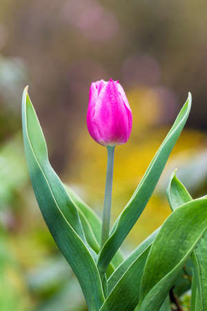 Side view of a pink tulip flowerの写真素材