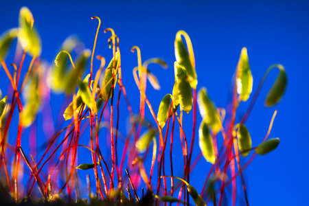 Beautiful macro moss plants against a blue backgroundの写真素材