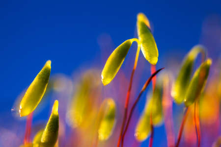 Beautiful macro moss plants against a blue backgroundの写真素材