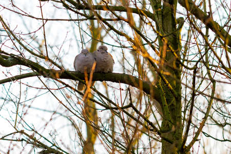 Pigeons in love in spring, together in a tree at sunsetの写真素材