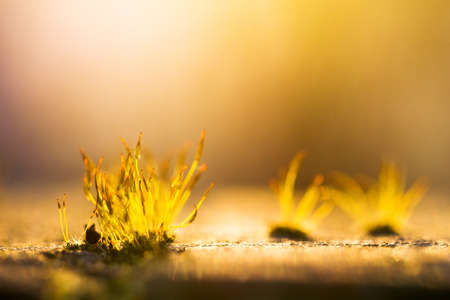 Small moss plants bading in beautiful sunset spring lightの写真素材