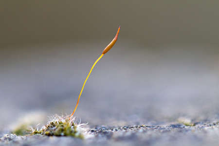 Single small moss stem on a stone wallの写真素材