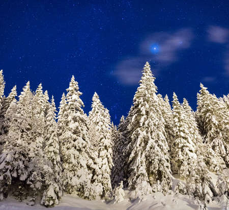 Night scene with snow on the trees with stars in the European Alpsの写真素材