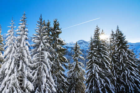 Backlit pines covered in fresh snow on a beautiful day in the European Alpsの写真素材