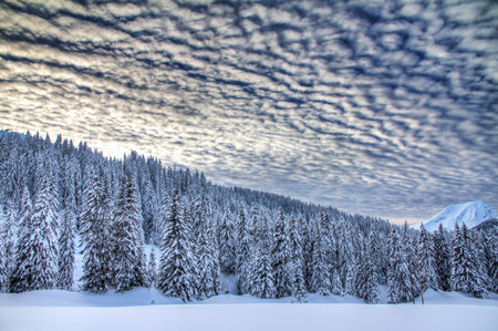Beautiful fresh powder landscape with pine trees in Les Portes du Soleil in the European Alps  HDR