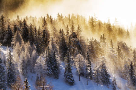 Early sunbeams shining trough the forest in the Italian alps with fresh snowの写真素材