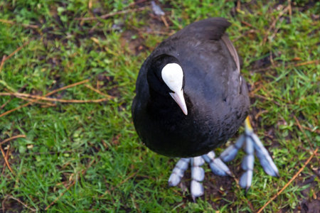The Eurasian Coot  Fulica atra, seen from above