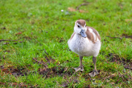 Chick of the Egyptian Goose  Alopochen aegyptiacus  in the Vondelpark in the Netherlandsの写真素材