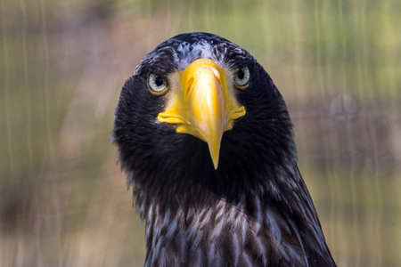Portrait of the Steller s Sea Eagle, Haliaeetus pelagicusの写真素材