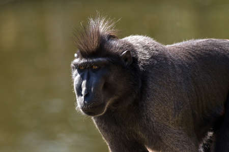 The Celebes crested macaque  Macaca nigra , also known as the crested black macaque, Sulawesi crested macaque, or the black ape, is an Old World monkeyの写真素材