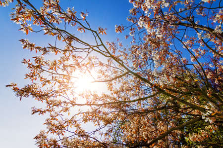 Beautiful backlit spring blossom tree against a bright blue sky with the sunの写真素材