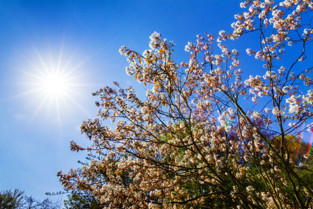 Beautiful backlit spring blossom tree against a bright blue sky with the sun