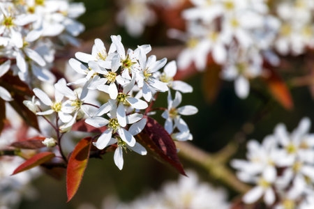 Beautiful close up of white blossomの写真素材