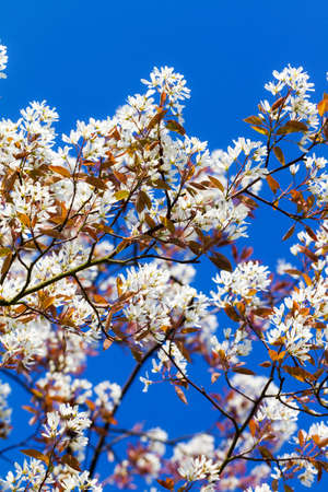 Beautiful spring blossom tree against a bright blue skyの写真素材