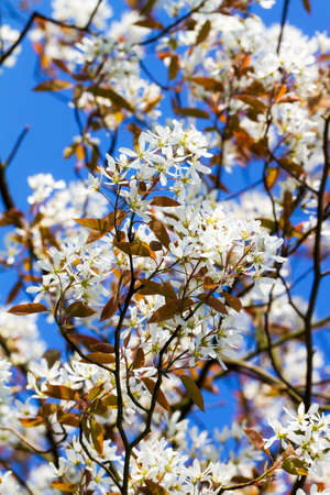 Beautiful spring blossom tree against a bright blue skyの写真素材