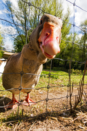 Silly geese behind the fence at a farm in the Netherlands in springの写真素材