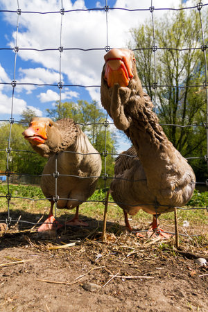 Silly geese behind the fence at a farm in the Netherlands in springの写真素材