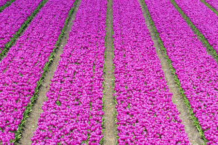 Rows of purple pink tulips in a field near the  keukenhof  in Lisse, The Netherlandsの写真素材