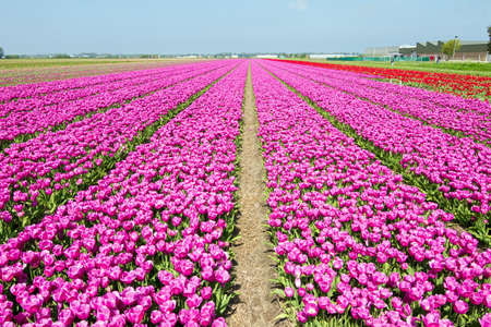 Rows of purple pink tulips in a field near the  keukenhof  in Lisse, The Netherlandsの写真素材