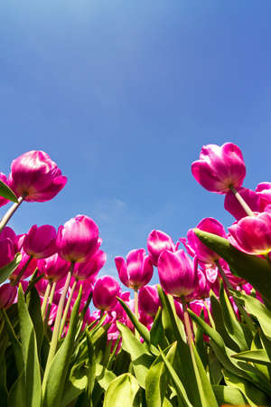 Pink purple tulips against a bright blue sky in spring in the Netherlandsの写真素材