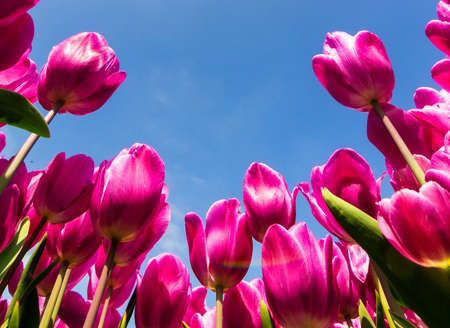 Pink purple tulips against a bright blue sky in spring in the Netherlandsの写真素材